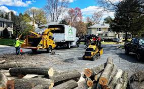 Reliable Urbana, MD Tree Removal Solutions